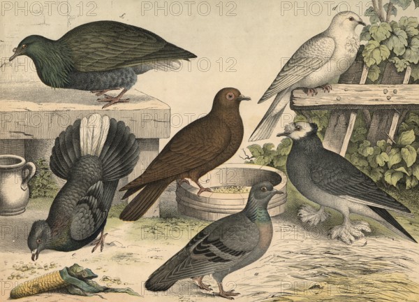 Animals, birds, doves: field dove, Columba livia, drum dove, somersault dove, peacock dove, Nicobar dove, Columba nicobarensis, school picture, authentic reproduction of a school wall painting, around 1900, exact date unknown, historical