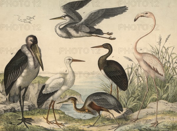 Animals, birds, swamp birds and swimming birds: flamingo, Phoenicopterus ruber, stork, ciconia alba, black stork, ciconia nigra, marabou, Leptoptilus crumenifer, heron, Ardea cinerea, purple heron, Ardea purpurea, school picture, authentic reproduction of a school mural, around 1900, exact date unknown, historical