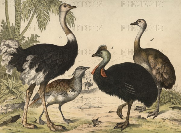 Animals, ratites: bustard, Otis tarda, Helmcasar, Caguarius galeatus, African ostrich, Struthio camelus, American ostrich, Rhea americana, school picture, authentic reproduction of a school mural, around 1900, exact date unknown, historical
