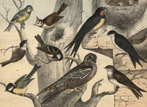Animals, birds: Great tit, Parus major, blue tit, Parus coeruleus, pine tit, Periparus ater, village swallow, Hirundo rustica, window swallow, Hirundo urbica, bank swallow, hirunde riparia. Nightjar, Caprimulgus europaeus, school picture, authentic reproduction of a school mural, around 1900, exact date unknown, historical