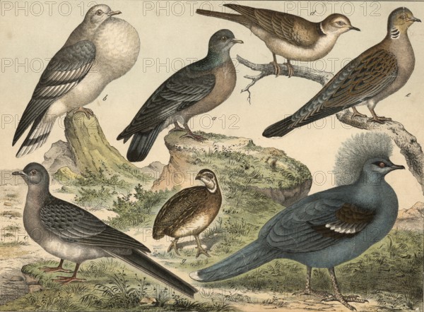 Animals, dove-like birds: wooden dove, columba oenas, goiter dove, columba gutturosa, wandering pigeon, columba mogratoria, laughing dove, columba risoria, lovebird, columba turtur, crown dove, columba coronate, quail, coturnix communis, school picture, authentic reproduction of a school mural, around 1900, exact date unknown, historical