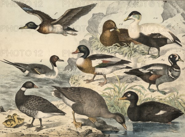 Animals, birds, swimming birds: Saatgoose, Anser segetum, ringed goose, Anser torquatus, eider ducks, Anas mollissima, collarhead, Anas histrionica, velvet duck, Anas fusca, Anas boscha, incendiary duck, Anas acuta, school picture, authentic reproduction of a school mural, around 1900, exact date unknown Historically