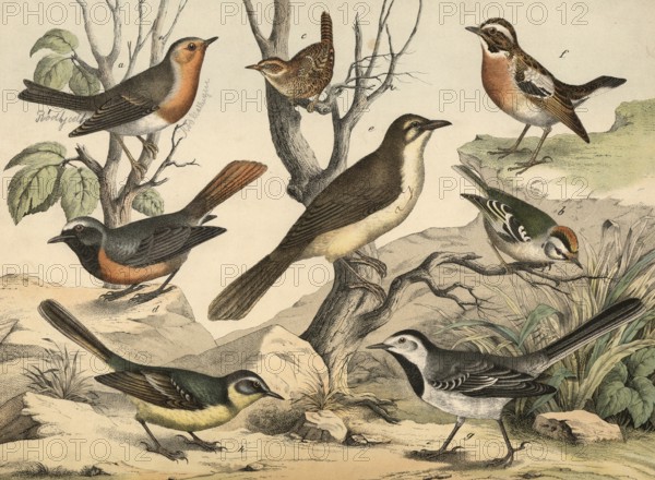 Animals, Birds: Robin, Lusciola rubecula, golden chicken, Regulus cristatus, wren, Trolodytes parvulus, garden redtail, Sylvia phoenicurus, bluebird, Acrocephalus turdoides, rocklister, Saxicoly rubetra, wagtail, motacilla alba, yellow wagtail, motocilla flava, school wagtail Authentic reproduction of a school mural, around 1900, exact date unknown, historical