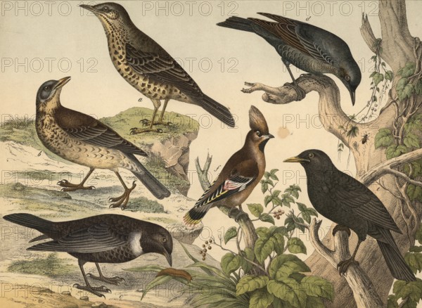 Animals, birds: mistletoe thrush, turdus viscivorus, juniper thrush, turdus pilaris, ring thrush, turdus torquatus, bluebird, turdus cyaneus, blackbird, turdus merula, waxwing, bombycilla garrula, school picture, authentic reproduction of a school mural, around 1900, exact date unknown, historical