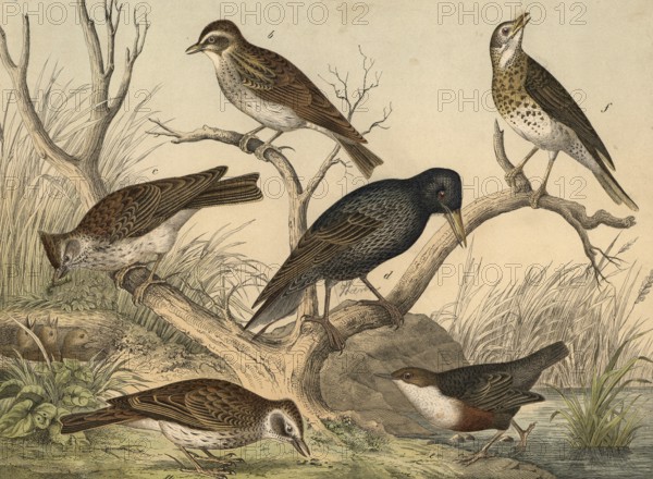 Animals, birds, starlings and pinnippers: skylark, Alauda arvensis, woodlark, Alauda arborea, crested lark, Alauda cristata, starling, Sturnus vulgaris, dipper, Cinclus aquaticus, song thrush, Turdus musicus, school picture, authentic reproduction of a school mural, around 1900, exact date unknown, Historic