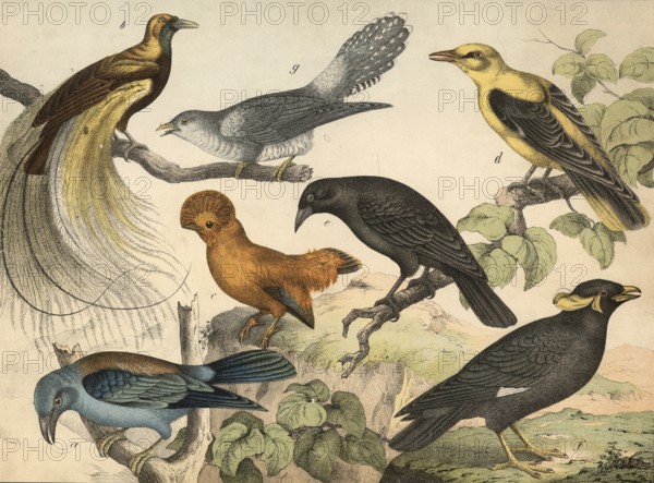 Animals, birds: almond crow, Coracias garrula, bird of paradise, Paradisea apoda, rock grouse, Rupicola flava, cherry oriole, Oriolus galbuia, corn thief, Gracula quiscula, chatter, Gracula religiosa, cuckoo, Cuculus canorus, school picture, authentic reproduction of a school mural, around 1900, exact date unknown, historical