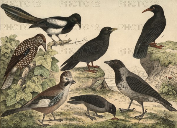 Animals, birds, corvids: cloud crow, Corvus cornix, jackdaw, Corvus monedula, jay, Garrulus glandarius, pine jay, Nucifraga caryocatactes, alpine jackdaw, Pyrrhoerax alpinus, alpine crow, Fregilus graculus, magpie, pica caudata, authentic reproduction of a school wall painting, around 1900, exact date unknown, historical