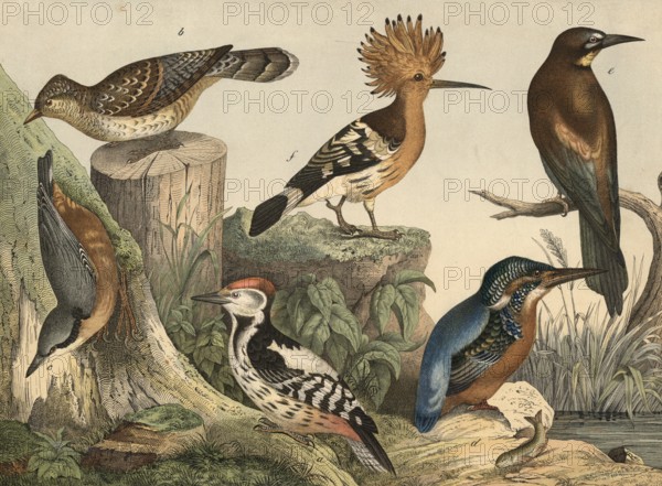 Animals, birds: Great Spotted Woodpecker, Picus medius, Wendeck, Yunx torquilla, Nuthatch, Sitta europaea, Kingfisher, Alcedo ispida, Bee-eater, Merops apiaster, Hoopoe, Upupa epops, School picture, authentic reproduction of a school mural, around 1900, exact date unknown, historical