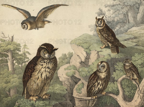 Animals, night owl: eagle owl, bubo maximus, long-eared owl, otus vulgaris, tawny owl, ulula aluco, barn owl, strix flammea, little owl, Athena noctua, school picture, authentic reproduction of a school mural, around 1900, exact date unknown, historical