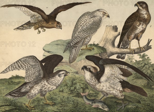Animals, day predators: corn harrier, circus pygargus, buzzard, Buteo vulgaris, osprey, Pandion haliaetus, hunting falcon, falco cendicans, chicken hawk, Astur palumbarius, school picture, authentic reproduction of a school mural, around 1900, exact date unknown, historical