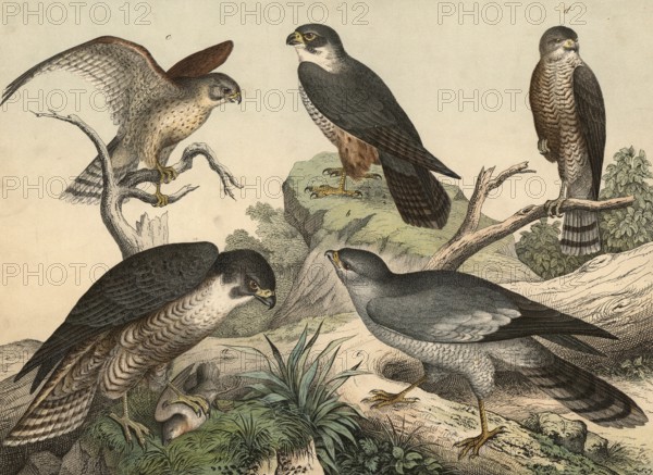 Animals, daypredators: peregrine falcon, falco peregrinus, tree falcon, falco subbuteo, Common Kestrel, falco tinnuneulus, sparrowhawk, falco nisus, song falcon, Melierax musicus, school picture, authentic reproduction of a school mural, around 1900, exact date unknown, historical