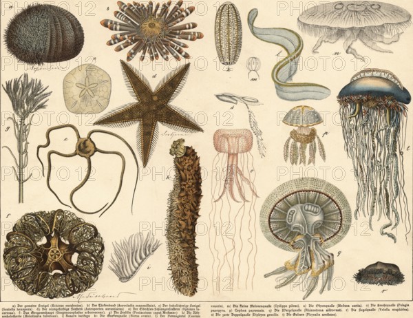 Animals: echinoderms and jellyfish, school picture, authentic reproduction of a school mural, around 1900, exact date unknown, historical