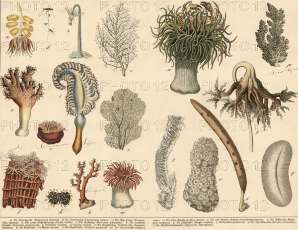 Animals: jellyfish, corals and sponges, school picture, authentic reproduction of a school mural, around 1900, exact date unknown, historical