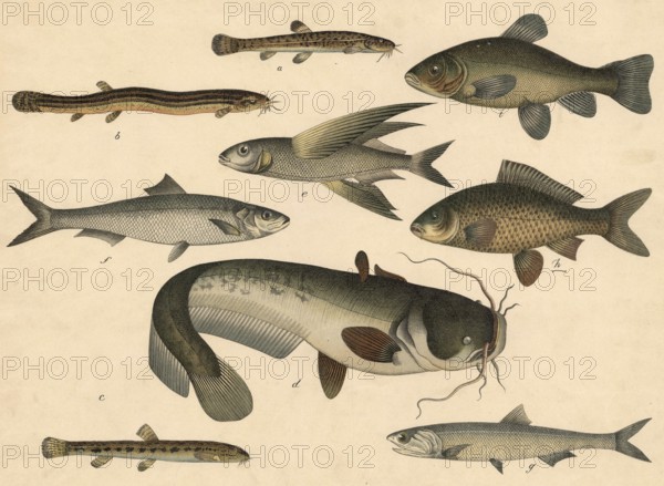 Animals, Fish: Bearded gown, Cobitis barbatula, Mudbiter, Cobitis fossilis, stone loach, Cobitis taenia, catfish, Silurus glanis, sea quail or swallowfish, Exocoetus volitans, herring, Clupea harengus, anchovy, Clupea snerasicholus, carp, Cyprinus carpio, tench, cyprinus Tinus tinca, school painting, authentic reproduction of a school mural, around 1900, exact date unknown, historical