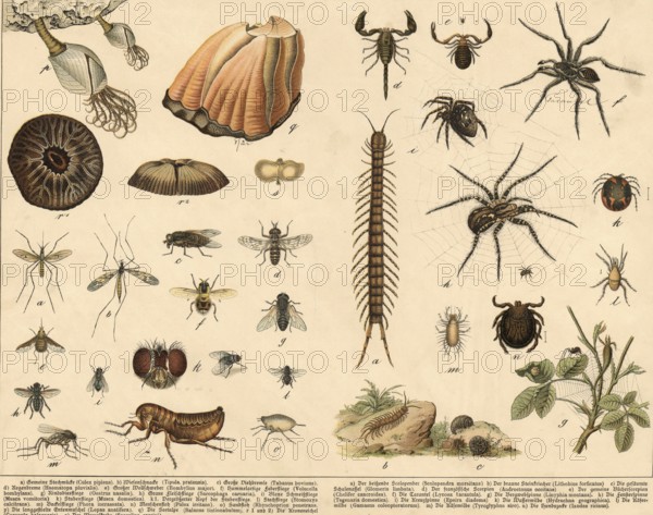 Animals: vine-footed birds, millipedes and spiders, school painting, authentic reproduction of a school mural, around 1900, exact date unknown, historical