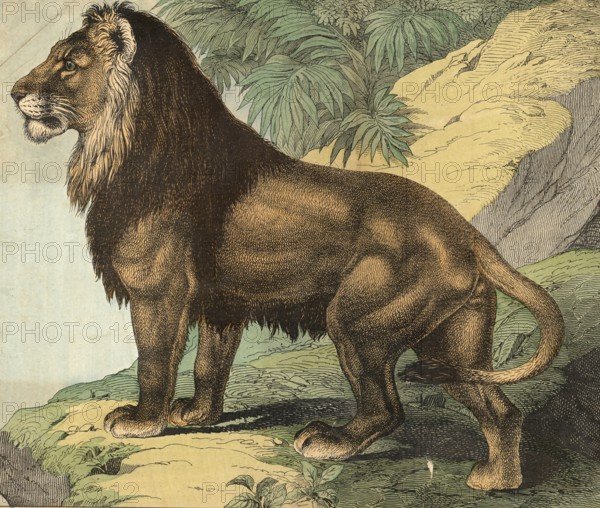 Animals, predators, cats: lion, panthera leo, school picture, authentic reproduction of a school mural, around 1900, exact date unknown, historical