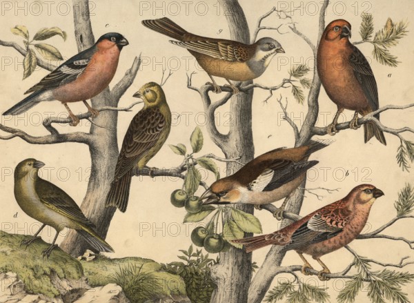 Animals, birds: spruce crossbill, Loxia eurvirostra, spruce bullfinch, Pyrrhula enucleator, bullfinch, Pyrrhula vulgaris, greenfinch, coccothraustes chloris, cherry pit biter, coccothraustes vulgaris, golden hammer, Emberiza citrinella, garden bunting, Emberiza hortulana, school picture, authentic reproduction of a school mural, around 1900, exact date unknown, historical