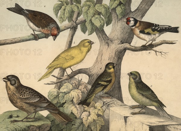 Animals, birds: Goldfinch, Fringilla carduelis, canary, Fringilla canaria, henfling, Fringilla cannabina, siskin, Fringilla spinus, lemon finch, Fringilla citrinella, gray bunting, Emberiza miliaria, school picture, authentic reproduction of a school mural, around 1900, exact date unknown, historical