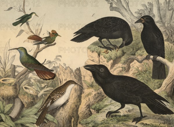 Animals, birds: thin-billed avocets (left) and ravens: Treecreeper, Certhia familiaris, Hummingbird, Trochilus, Raven, Corvus corax, Raven, Corvus corone, Rook, Corvus frugilegus, School picture, authentic reproduction of a school mural, around 1900, exact date unknown, Historical