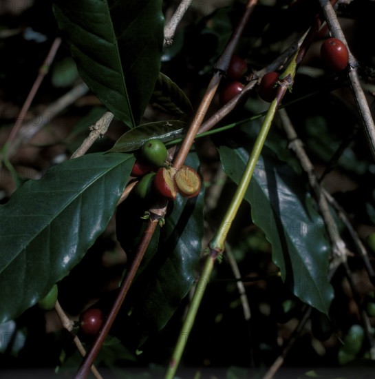 Coffee cherries, a cherry is open, Bali, Indonesia