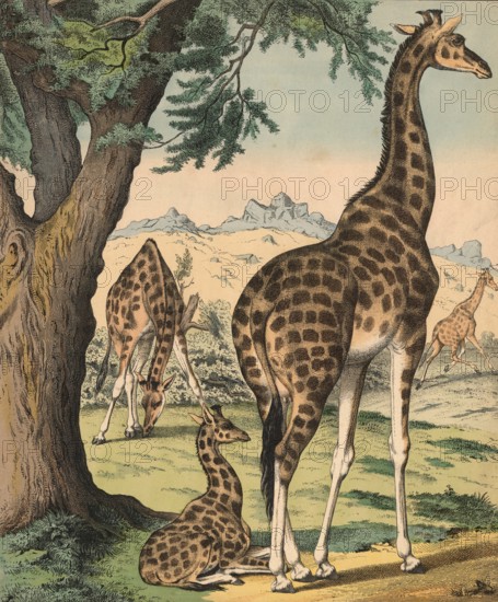 Animals: Giraffe, Giraffa camelopardalis, school picture, authentic reproduction of a school mural, around 1900, exact date unknown, historical