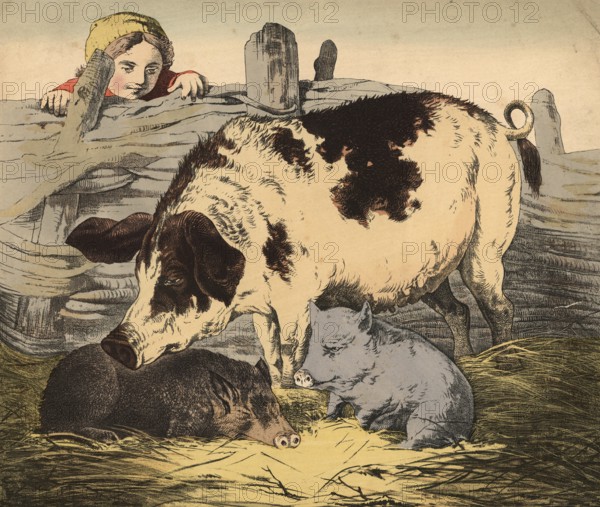 Animals, pets: pig, domestic pig, Sus scrofa domesticus, school picture, authentic reproduction of a school mural, around 1900, exact date unknown, historical