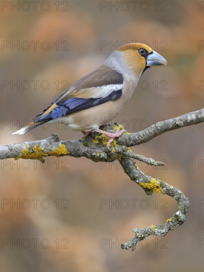 Hawfinch (Coccothraustes coccothraustes), male in breeding plumage on a lichen-covered branch, Swabian Alb biosphere reserve, Baden-Württemberg, Germany
