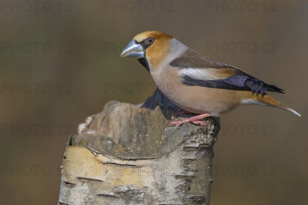 Hawfinch (Coccothraustes coccothraustes), male in breeding plumage on birch trunk, Swabian Alb biosphere reserve, Baden-Württemberg, Germany