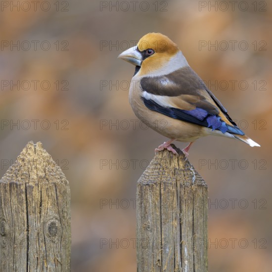 Hawfinch (Coccothraustes coccothraustes), male in breeding plumage on picket fence, Swabian Alb biosphere reserve, Baden-Württemberg, Germany