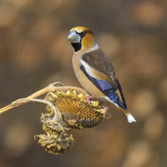 Hawfinch (Coccothraustes coccothraustes), male in breeding plumage on sunflower fruit, Swabian Alb biosphere reserve, Baden-Württemberg, Germany