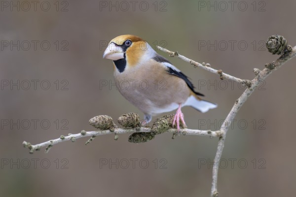 Hawfinch (Coccothraustes coccothraustes), male in winter on a larch branch with cones, Swabian Alb biosphere reserve, Baden-Württemberg, Germany