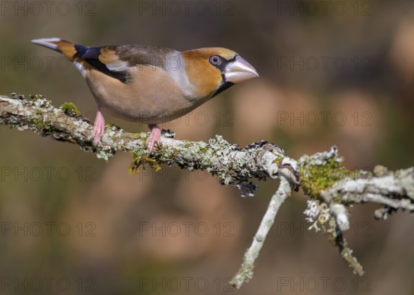 Hawfinch (Coccothraustes coccothraustes), male in breeding plumage on a lichen-covered branch, Swabian Alb biosphere reserve, Baden-Württemberg, Germany
