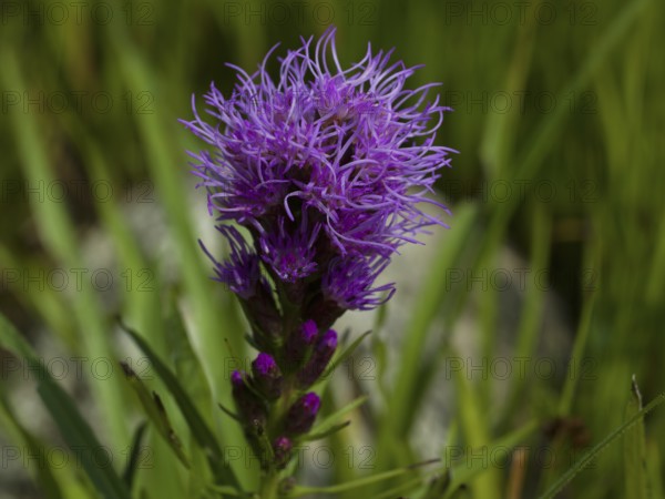 Liatris spicata, Asteraceae family, plant, native garden, East Frisia, Germany