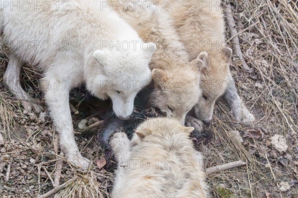 Arctic wolf (Canis lupus arctos), pack of wolves, eating, prey, sheep, forest, captive