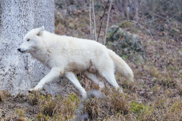 Arctic wolf (Canis lupus arctos), one animal, walking, forest, side view, captive