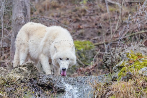 Arctic wolf (Canis lupus arctos), one animal, drinking, creek, water, forest, side view, captive