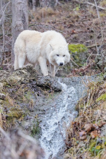 Arctic wolf (Canis lupus arctos), one animal, drinking, creek, water, forest, side view, captive