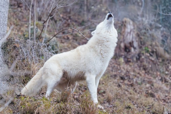 Arctic wolf (Canis lupus arctos), one animal, howling, forest, side view, captive