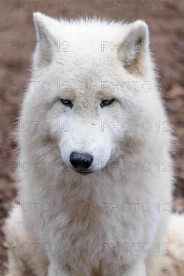 Portrait of an Arctic wolf (Canis lupus arctos). Captive