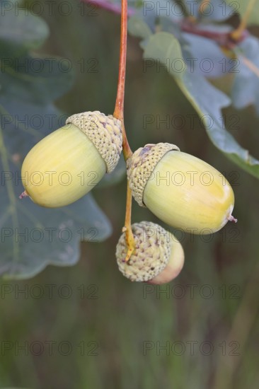 Acorns and leaves of the English oak (Quercus robur), autumn, Wilnsdorf, North Rhine-Westphalia, Germany
