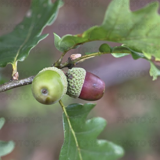 Acorns and leaves of the English oak (Quercus robur), autumn, Wilnsdorf, North Rhine-Westphalia, Germany