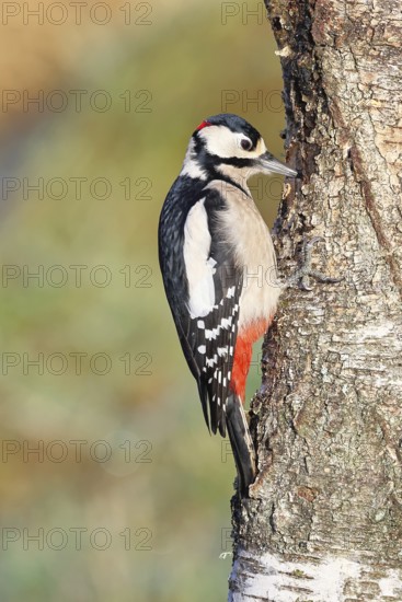 Great spotted woodpecker (Dendrocopus major), male, foraging on the trunk of a common birch (Betula pendula), wildlife, woodpeckers, nature photography, autumn, Wilnsdorf, North Rhine-Westphalia, Germany