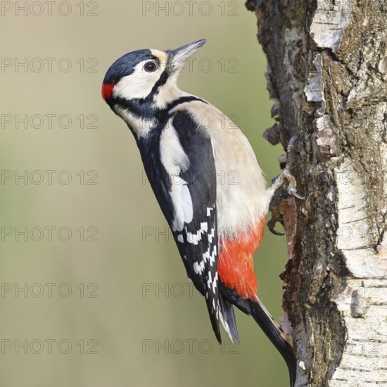 Great spotted woodpecker (Dendrocopus major), male, foraging on the trunk of a common birch (Betula pendula), wildlife, woodpeckers, nature photography, autumn, Wilnsdorf, North Rhine-Westphalia, Germany