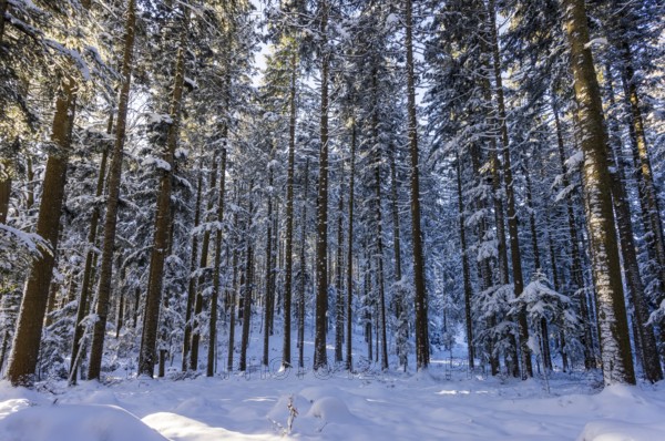 Winter landscape, snow-covered spruce forest, Picea abies, winter, Mondseeland, Salzkammergut, Upper Austria, Austria