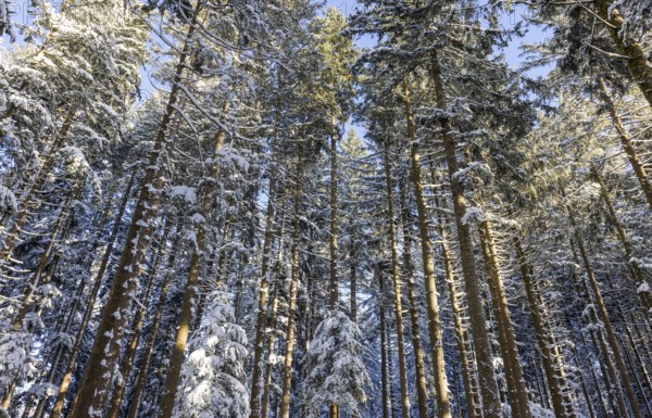 Winter landscape, snow-covered spruce forest, Picea abies, looking up into the treetops, winter, Mondseeland, Salzkammergut, Upper Austria, Austria