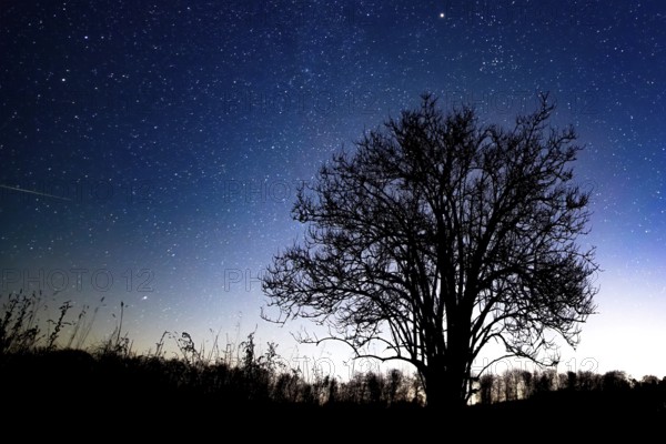 A solitary elderberry bush (Sambucus nigra) silhouetted against a starry night sky, Melle, Osnabrücker Land, Lower Saxony, Germany