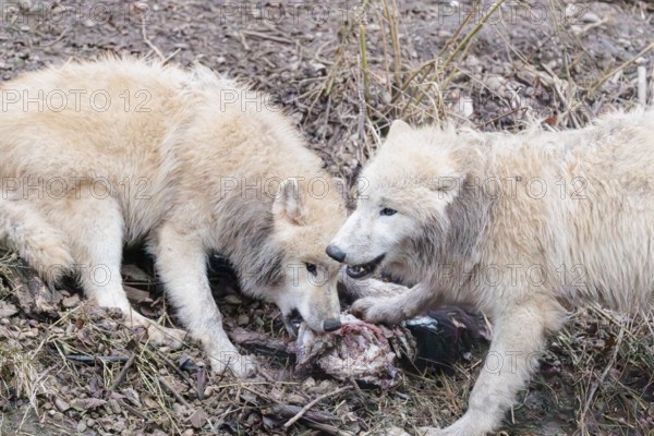 Arctic wolf (Canis lupus arctos), pack of wolves, eating, prey, sheep, forest, captive