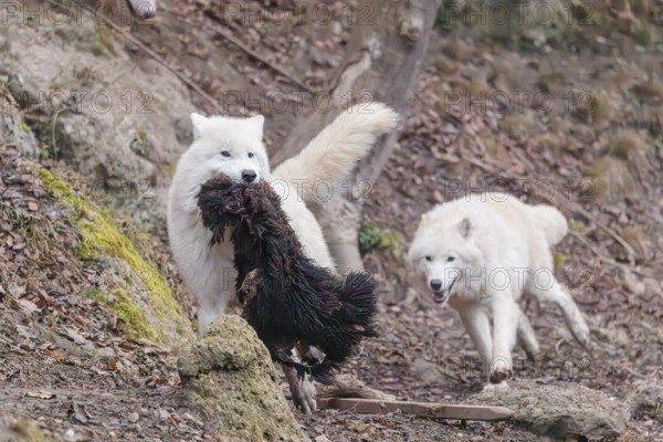 Arctic wolf (Canis lupus arctos), one animal, running, prey, sheep, forest, escape from the pack, captive