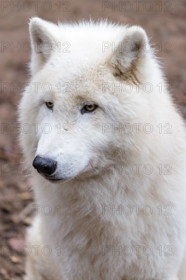 Portrait of an Arctic wolf (Canis lupus arctos). Captive