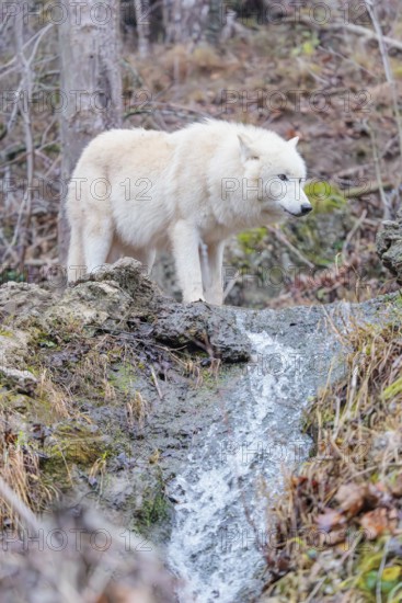 Arctic wolf (Canis lupus arctos), one animal, drinking, creek, water, forest, side view, captive